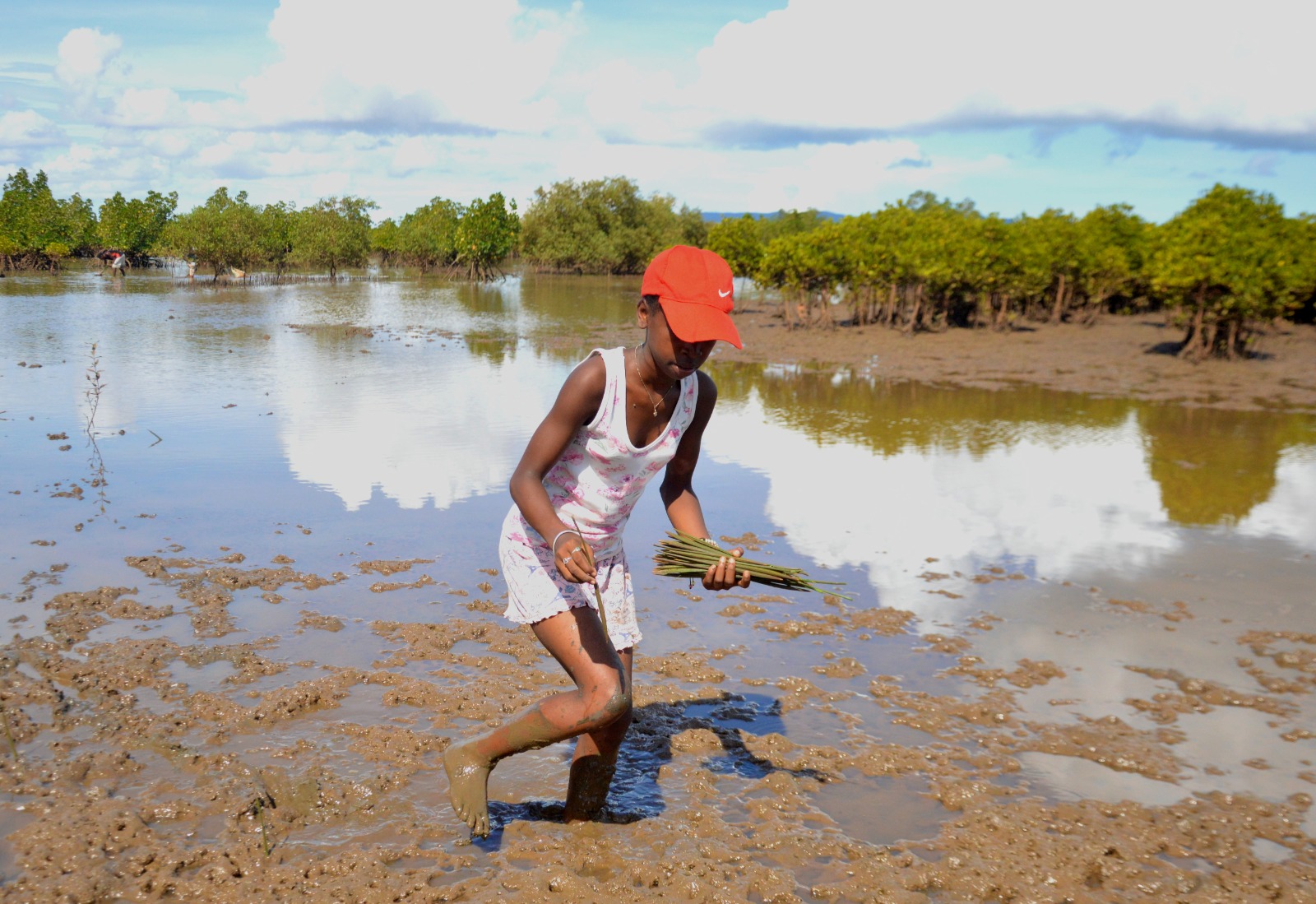 Mangrove project